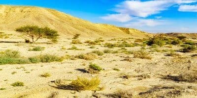 Arava